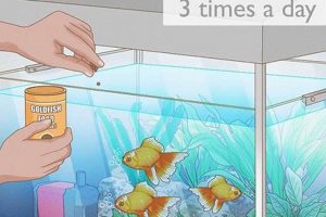 Help! What to Feed Goldfish When Out of Fish Food? Tips & Tricks World’s Most Delicious Foods: Must-Try Dishes from Every Country Help! What to Feed Goldfish When Out of Fish Food? Tips & Tricks | World’s Most Delicious Foods: Must-Try Dishes from Every Country