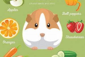 Diet Dilemma: Can Rabbits and Guinea Pigs Eat the Same Food? World’s Most Delicious Foods: Must-Try Dishes from Every Country Diet Dilemma: Can Rabbits and Guinea Pigs Eat the Same Food? | World’s Most Delicious Foods: Must-Try Dishes from Every Country