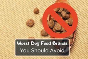 Beware! Top Bad Dog Food Brands - Ranked & Avoided Safem Fabrication - Precision Engineering & Custom Manufacturing Solutions Beware! Top Bad Dog Food Brands - Ranked & Avoided | Safem Fabrication - Precision Engineering & Custom Manufacturing Solutions