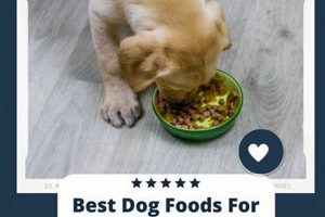 Best Good Dog Food for Joint Health: Reviews & Tips Safem Fabrication - Precision Engineering & Custom Manufacturing Solutions Best Good Dog Food for Joint Health: Reviews & Tips | Safem Fabrication - Precision Engineering & Custom Manufacturing Solutions