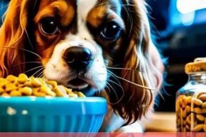 The Best Food for Cavalier Puppy: A Complete Guide Safem Fabrication - Precision Engineering & Custom Manufacturing Solutions The Best Food for Cavalier Puppy: A Complete Guide | Safem Fabrication - Precision Engineering & Custom Manufacturing Solutions