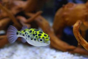 Best Spotted Puffer Fish Food: Diet & Care Guide Safem Fabrication - Precision Engineering & Custom Manufacturing Solutions Best Spotted Puffer Fish Food: Diet & Care Guide | Safem Fabrication - Precision Engineering & Custom Manufacturing Solutions