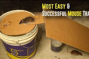 Easy Mouse Trap Bait: Best Food to Catch A Mouse Guide World’s Most Delicious Foods: Must-Try Dishes from Every Country Easy Mouse Trap Bait: Best Food to Catch A Mouse Guide | World’s Most Delicious Foods: Must-Try Dishes from Every Country