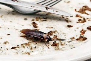 Roach Survival: How Long Can a Roach Live Without Food and Water? Safem Fabrication - Precision Engineering & Custom Manufacturing Solutions Roach Survival: How Long Can a Roach Live Without Food and Water? | Safem Fabrication - Precision Engineering & Custom Manufacturing Solutions