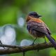 Bird Fasting: How Long Can a Bird Survive Without Food? | World’s Most Delicious Foods: Must-Try Dishes from Every Country