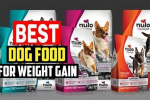 Best Dog Food to Put On Weight: Healthy Gains World’s Most Delicious Foods: Must-Try Dishes from Every Country Best Dog Food to Put On Weight: Healthy Gains | World’s Most Delicious Foods: Must-Try Dishes from Every Country