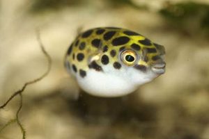 Best Green Spotted Puffer Fish Food Guide: Diet & Tips World’s Most Delicious Foods: Must-Try Dishes from Every Country Best Green Spotted Puffer Fish Food Guide: Diet & Tips | World’s Most Delicious Foods: Must-Try Dishes from Every Country