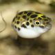 Best Green Spotted Puffer Fish Food Guide: Diet &amp; Tips | World’s Most Delicious Foods: Must-Try Dishes from Every Country