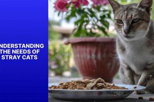 Guide to the Best Food for Stray Cats: Diet & Care World’s Most Delicious Foods: Must-Try Dishes from Every Country Guide to the Best Food for Stray Cats: Diet & Care | World’s Most Delicious Foods: Must-Try Dishes from Every Country