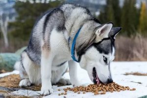 Best Recommended Dry Dog Food for Siberian Husky: Guide & Tips World’s Most Delicious Foods: Must-Try Dishes from Every Country Best Recommended Dry Dog Food for Siberian Husky: Guide & Tips | World’s Most Delicious Foods: Must-Try Dishes from Every Country