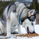 Best Recommended Dry Dog Food for Siberian Husky: Guide & Tips | World’s Most Delicious Foods: Must-Try Dishes from Every Country