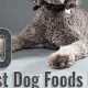 Best Labradoodle Dog Food: Nutrition & Diets Guide | World’s Most Delicious Foods: Must-Try Dishes from Every Country