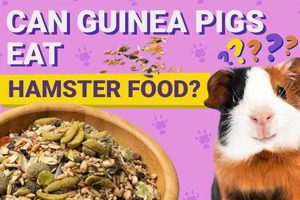 Can Guinea Pigs Eat Hamster & Gerbil Food? +Safety Guide World’s Most Delicious Foods: Must-Try Dishes from Every Country Can Guinea Pigs Eat Hamster & Gerbil Food? +Safety Guide | World’s Most Delicious Foods: Must-Try Dishes from Every Country