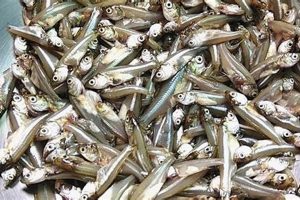 Guide to Small Fish for Food: Nutrition & Benefits World’s Most Delicious Foods: Must-Try Dishes from Every Country Guide to Small Fish for Food: Nutrition & Benefits | World’s Most Delicious Foods: Must-Try Dishes from Every Country
