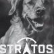 Premium Stratos Dog Food: Fueling Canine Health! | World’s Most Delicious Foods: Must-Try Dishes from Every Country
