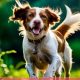 Top Dog Food for Brittany Spaniels: Best Choices &amp; More | World’s Most Delicious Foods: Must-Try Dishes from Every Country