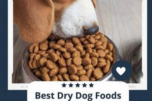 Top Picks: Best Dry Dog Food for Seniors Reviewed 2024 World’s Most Delicious Foods: Must-Try Dishes from Every Country Top Picks: Best Dry Dog Food for Seniors Reviewed 2024 | World’s Most Delicious Foods: Must-Try Dishes from Every Country