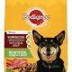 Is Your Dog Food Working? Signs It's Not! | World’s Most Delicious Foods: Must-Try Dishes from Every Country