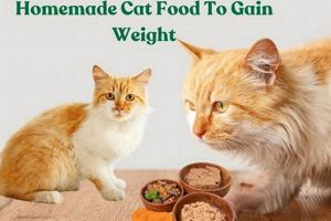 Boost Weight: Homemade Cat Food for Healthy Gain Guide World’s Most Delicious Foods: Must-Try Dishes from Every Country Boost Weight: Homemade Cat Food for Healthy Gain Guide | World’s Most Delicious Foods: Must-Try Dishes from Every Country