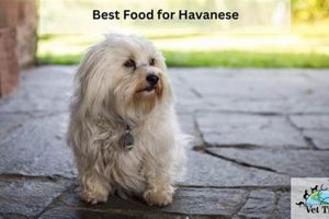 Top-Rated Best Food for Havanese: Guide & Reviews World’s Most Delicious Foods: Must-Try Dishes from Every Country Top-Rated Best Food for Havanese: Guide & Reviews | World’s Most Delicious Foods: Must-Try Dishes from Every Country