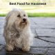 Top-Rated Best Food for Havanese: Guide & Reviews | World’s Most Delicious Foods: Must-Try Dishes from Every Country