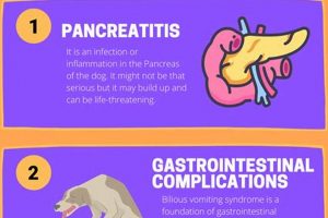 Best Dog Food for Bilious Vomiting & Relief Tips World’s Most Delicious Foods: Must-Try Dishes from Every Country Best Dog Food for Bilious Vomiting & Relief Tips | World’s Most Delicious Foods: Must-Try Dishes from Every Country