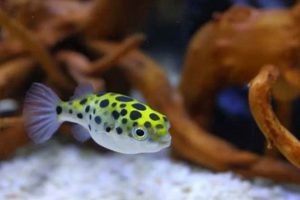 Best Food for Green Spotted Puffer Fish: Diet & Care Guide World’s Most Delicious Foods: Must-Try Dishes from Every Country Best Food for Green Spotted Puffer Fish: Diet & Care Guide | World’s Most Delicious Foods: Must-Try Dishes from Every Country