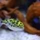 Best Food for Green Spotted Puffer Fish: Diet & Care Guide | World’s Most Delicious Foods: Must-Try Dishes from Every Country