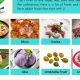 Unlocking "U" Foods: Unique Edibles Starting with U | World’s Most Delicious Foods: Must-Try Dishes from Every Country