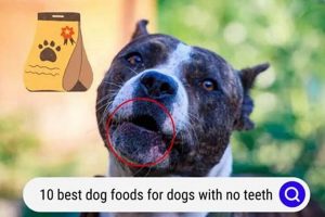Top-Rated: Best Dog Food for Dogs With No Teeth - Guide! World’s Most Delicious Foods: Must-Try Dishes from Every Country Top-Rated: Best Dog Food for Dogs With No Teeth - Guide! | World’s Most Delicious Foods: Must-Try Dishes from Every Country