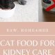 Avoid: Worst Cat Food for Kidney Disease + Best Choices | World’s Most Delicious Foods: Must-Try Dishes from Every Country