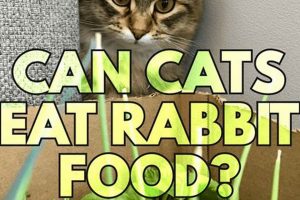 Can Cats Eat Rabbit Food? Risks & Safe Alternatives World’s Most Delicious Foods: Must-Try Dishes from Every Country Can Cats Eat Rabbit Food? Risks & Safe Alternatives | World’s Most Delicious Foods: Must-Try Dishes from Every Country
