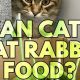 Can Cats Eat Rabbit Food? Risks &amp; Safe Alternatives | World’s Most Delicious Foods: Must-Try Dishes from Every Country