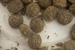 Prevent Mites in Dog Food: Risks & Solutions World’s Most Delicious Foods: Must-Try Dishes from Every Country Prevent Mites in Dog Food: Risks & Solutions | World’s Most Delicious Foods: Must-Try Dishes from Every Country