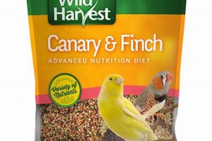 The Best Canary Food: Diet Tips & Essentials! World’s Most Delicious Foods: Must-Try Dishes from Every Country The Best Canary Food: Diet Tips & Essentials! | World’s Most Delicious Foods: Must-Try Dishes from Every Country
