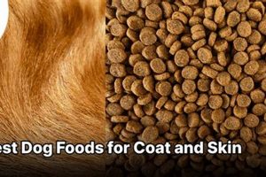 Top-Rated: Best Dog Food for Skin & Coat - Reviews! World’s Most Delicious Foods: Must-Try Dishes from Every Country Top-Rated: Best Dog Food for Skin & Coat - Reviews! | World’s Most Delicious Foods: Must-Try Dishes from Every Country