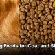 Top-Rated: Best Dog Food for Skin &amp; Coat - Reviews! | World’s Most Delicious Foods: Must-Try Dishes from Every Country