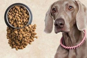 Weimaraner Diet: Top Foods for a Healthy Weim! World’s Most Delicious Foods: Must-Try Dishes from Every Country Weimaraner Diet: Top Foods for a Healthy Weim! | World’s Most Delicious Foods: Must-Try Dishes from Every Country