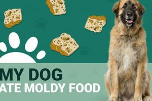 Help! My Dog Ate Moldy Dog Food: What To Do World’s Most Delicious Foods: Must-Try Dishes from Every Country Help! My Dog Ate Moldy Dog Food: What To Do | World’s Most Delicious Foods: Must-Try Dishes from Every Country