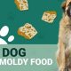 Help! My Dog Ate Moldy Dog Food: What To Do | World’s Most Delicious Foods: Must-Try Dishes from Every Country