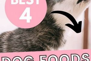 Best Good Dog Food for Husky Puppies Today! World’s Most Delicious Foods: Must-Try Dishes from Every Country Best Good Dog Food for Husky Puppies Today! | World’s Most Delicious Foods: Must-Try Dishes from Every Country