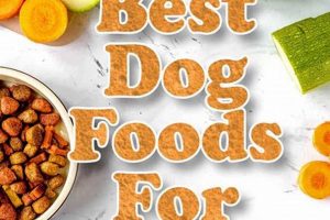Best Grain Free Dog Food for Colitis Relief [Guide] | World’s Most Delicious Foods: Must-Try Dishes from Every Country