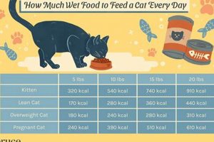 Easy Guide: How Do I Get My Cat to Eat Wet Food? Tips & Tricks World’s Most Delicious Foods: Must-Try Dishes from Every Country Easy Guide: How Do I Get My Cat to Eat Wet Food? Tips & Tricks | World’s Most Delicious Foods: Must-Try Dishes from Every Country