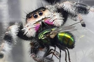 Buy Jumping Spider Food For Sale Now - Best Prices! World’s Most Delicious Foods: Must-Try Dishes from Every Country Buy Jumping Spider Food For Sale Now - Best Prices! | World’s Most Delicious Foods: Must-Try Dishes from Every Country