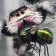 Buy Jumping Spider Food For Sale Now - Best Prices! | World’s Most Delicious Foods: Must-Try Dishes from Every Country
