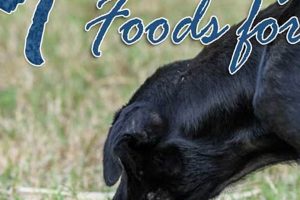 Best Food for Dogs with Acid Reflux: Diet & Tips World’s Most Delicious Foods: Must-Try Dishes from Every Country Best Food for Dogs with Acid Reflux: Diet & Tips | World’s Most Delicious Foods: Must-Try Dishes from Every Country