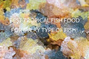 Finding the Best Fish Food for Tropical Fish: Your Guide World’s Most Delicious Foods: Must-Try Dishes from Every Country Finding the Best Fish Food for Tropical Fish: Your Guide | World’s Most Delicious Foods: Must-Try Dishes from Every Country