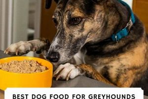The Best Dog Food for Greyhounds: Fuel Your Speedster! World’s Most Delicious Foods: Must-Try Dishes from Every Country The Best Dog Food for Greyhounds: Fuel Your Speedster! | World’s Most Delicious Foods: Must-Try Dishes from Every Country