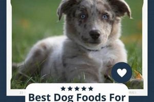 The Best Dog Food for Mini Aussies: A Complete Guide + Reviews World’s Most Delicious Foods: Must-Try Dishes from Every Country The Best Dog Food for Mini Aussies: A Complete Guide + Reviews | World’s Most Delicious Foods: Must-Try Dishes from Every Country