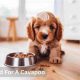 Top Best Food for Cavapoo: Expert Diet Guide | World’s Most Delicious Foods: Must-Try Dishes from Every Country